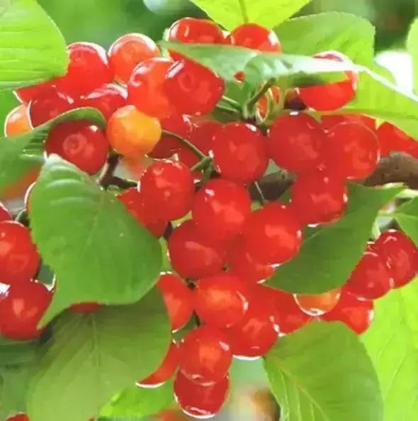 青岛十大海鲜干货特产,青岛西海岸特产推荐