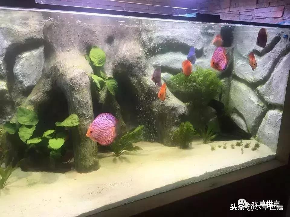 七彩神仙鱼水族箱布景,七彩神仙鱼苗繁殖技术