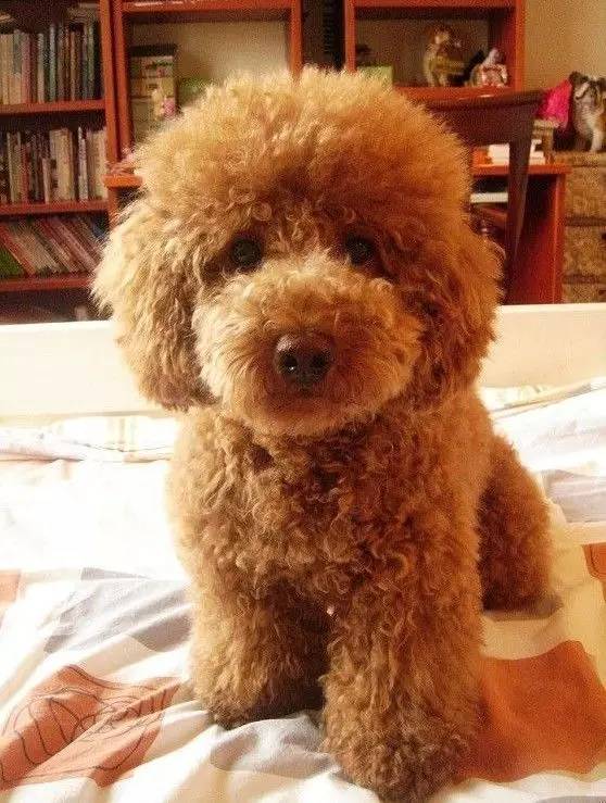 各种狗狗身价排名,各种狗的待遇对照表