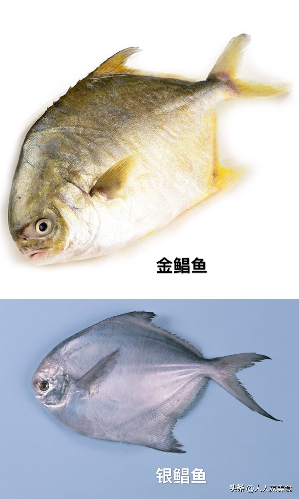 金鲳鱼的养殖技术要求是什么,选择养殖金鲳鱼的原因有哪些