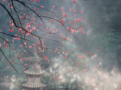 易安读白石道人诗说