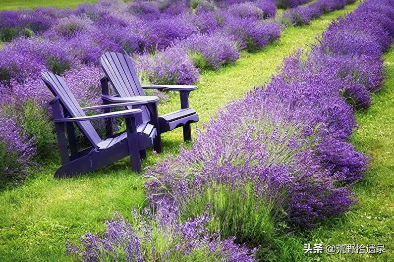 衣草的种植方法和注意事项图片,薰衣草种植需要什么条件才能种植