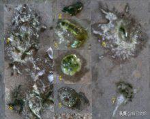 赛鸽毛滴虫克星治疗方法,赛鸽毛滴虫的粪便