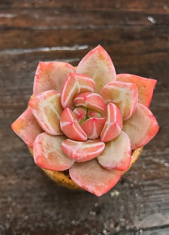 有暗纹的多肉有哪些,暗纹系多肉有哪些