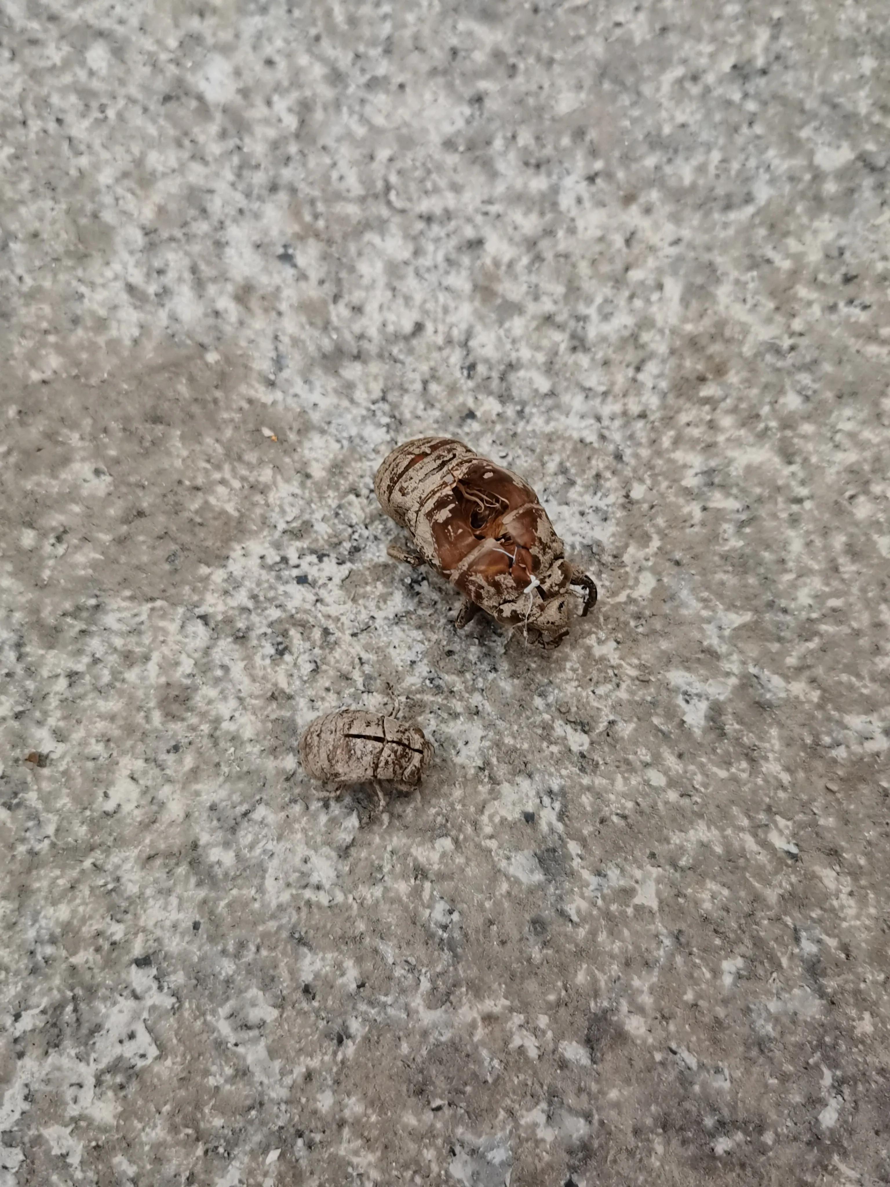 七月来了，天津小区知了钻出地面，曾经枯死的石榴树竟有发芽的