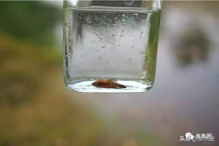 泰国斗鱼和中国斗鱼的杂交品种,中国斗鱼与泰国斗鱼哪个更厉害