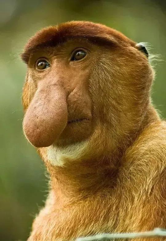 看看猴子,老猴子孙悟空72变