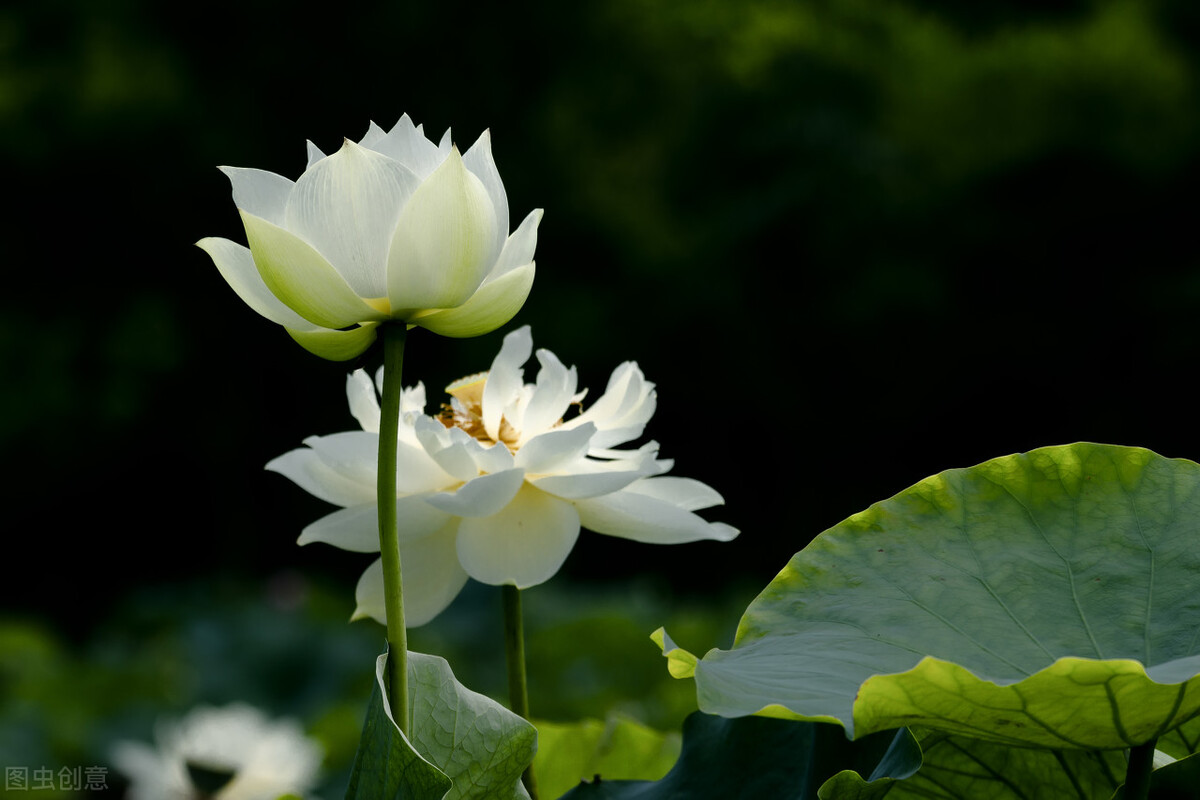 《鬼谷子》系列第二十二章，谋篇（2）