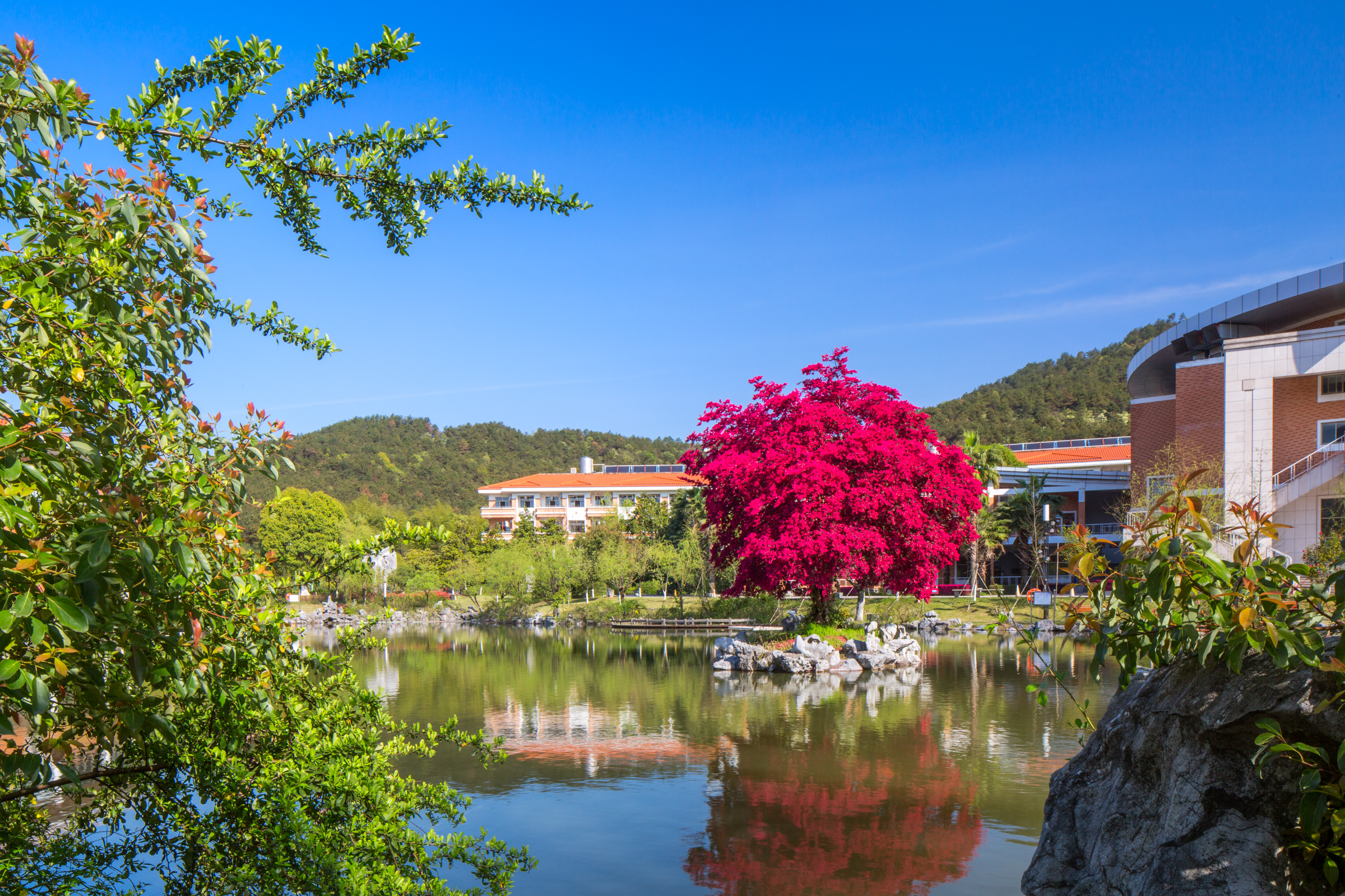 满园春色关不住，义乌中学内的一株红花檵木赢得老师纷纷赋诗赞美