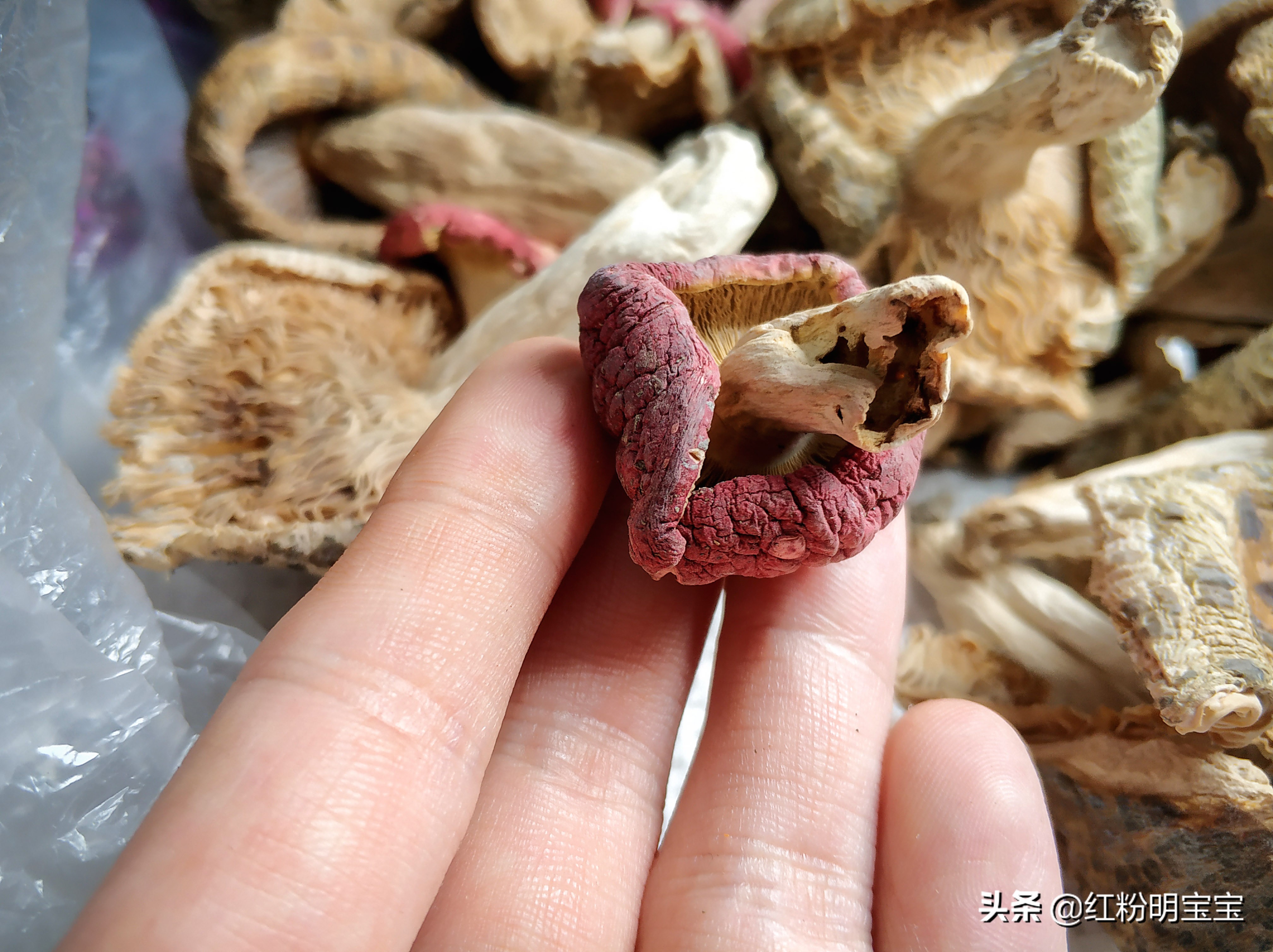 野生蘑菇，大山里的美味牛肝菌｜红菇，有钱也很难买得到
