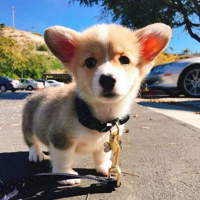 盘点宠物布偶猫,世界上最可爱的猫咪布偶猫