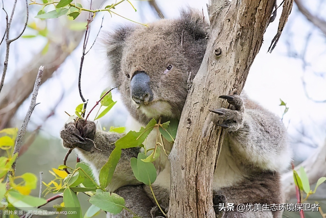 树袋熊慢动作,树袋熊也叫树懒么