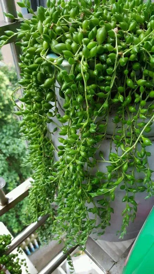 吊兰多肉养护技巧和方法,多肉吊兰哪个品种观赏性好