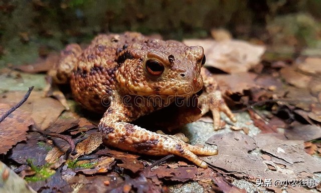 深山发现的神秘物种,最吓人的物种是什么