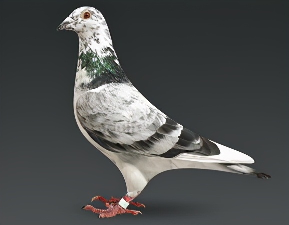 养一千只鸽子一年能赚多少钱真实,养一千对鸽子一年能赚多少钱