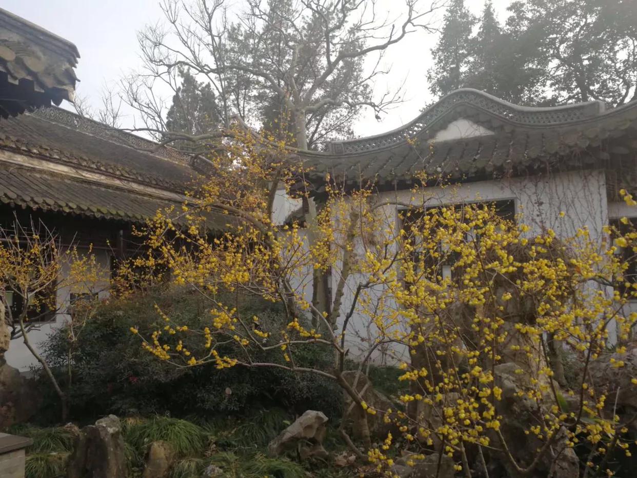 腊梅花开得正艳,腊梅满园盛开香气扑鼻