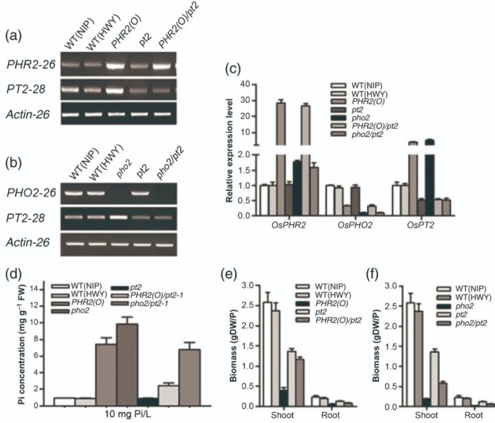 辨清敌我，统一战线——确定基因上下游关系