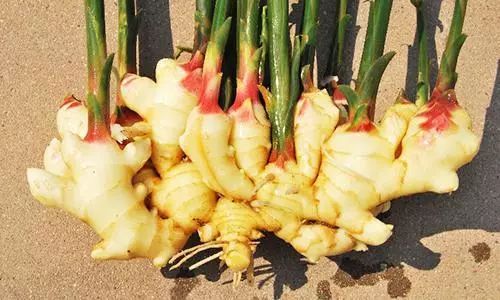 露天种一亩地姜的成本是多少,种姜一年一亩成本