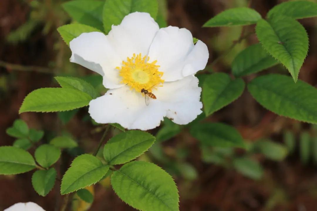 硬核整顿！高清中药教材原植物彩*图色**谱（四期）