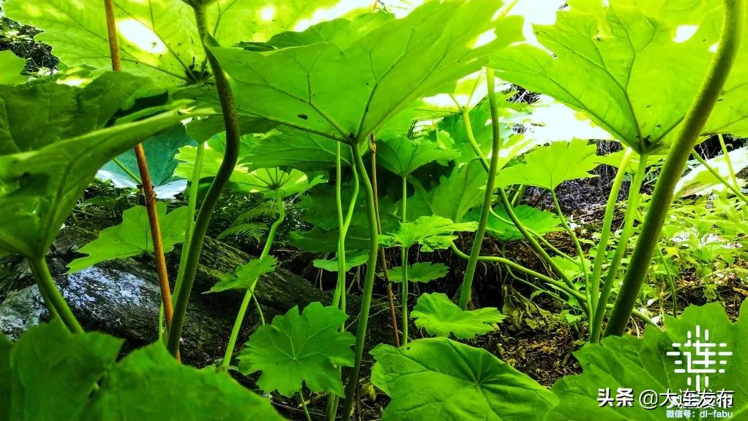 一个极美的露营地,槐之乡露营地