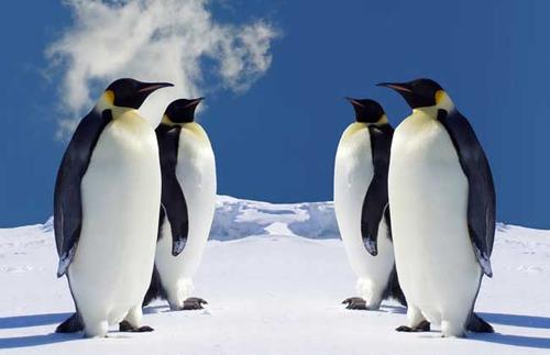 企鹅是不是南极特有动物,企鹅靠什么能在寒冷的南极生活呢
