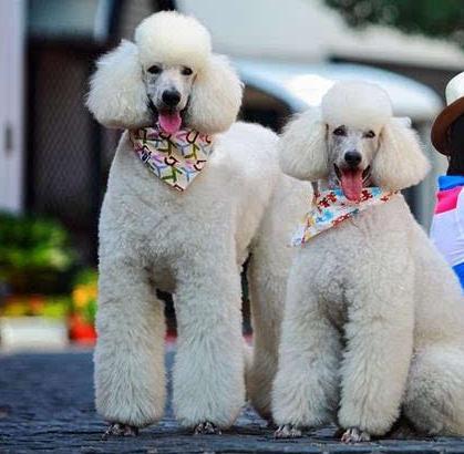 巨型贵宾犬毛色越来越淡怎么办,养一只巨型贵宾犬一个月多少钱