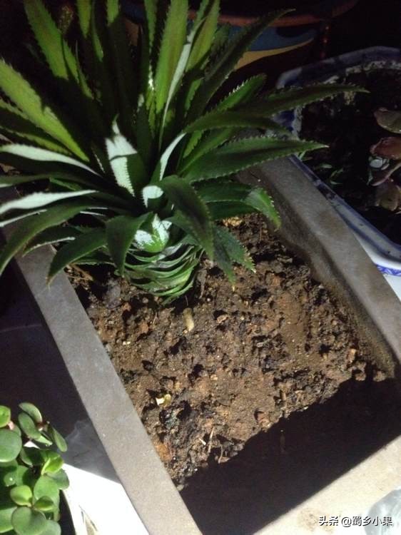 菠萝育苗繁殖方法,菠萝苗的栽培方法