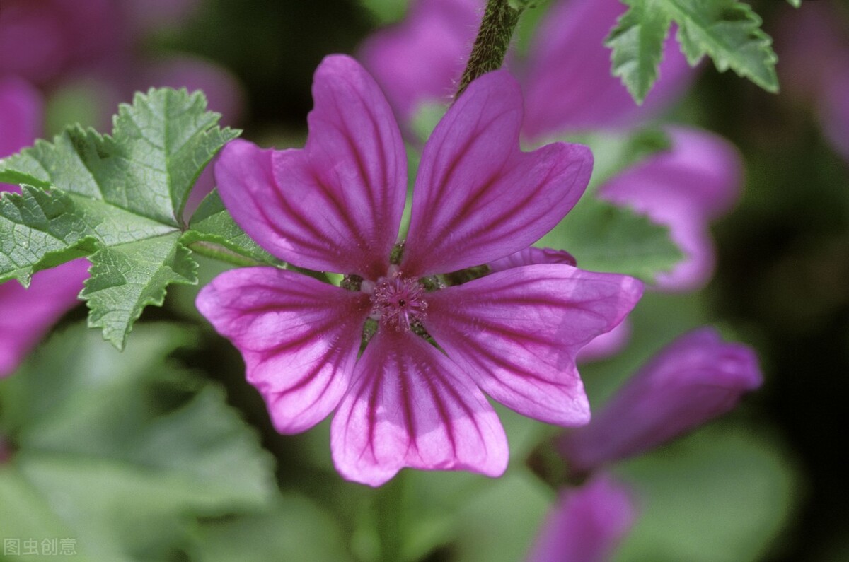 郁郁葱葱的多肉植物,适合阳光足的一年四季开花的植物
