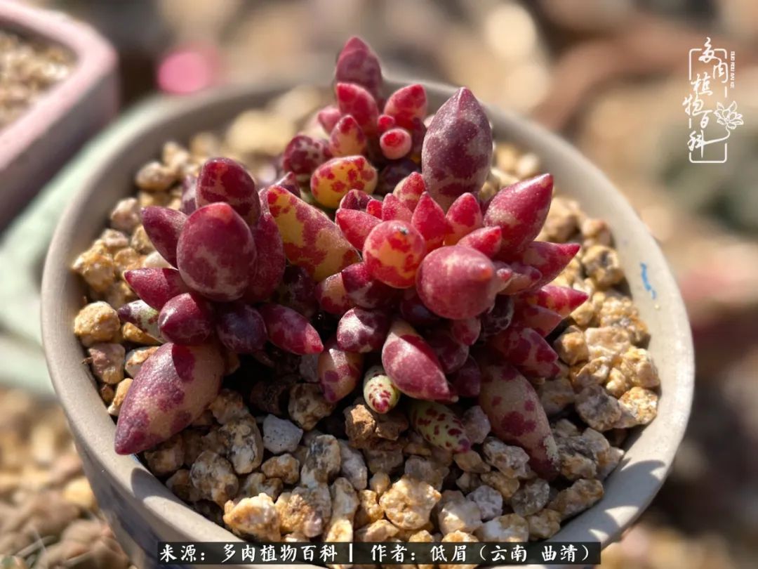 多肉植物百科如何投稿,感谢多肉植物百科的陪伴