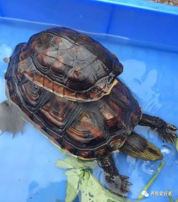 中华花龟饲养吃什么,花龟苗怎么饲养存活率高