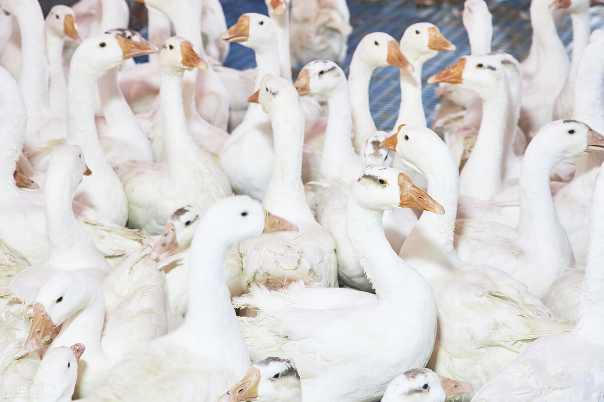 老虎幼崽追大鹅被反杀逃进笼,大鹅大战老虎老虎被吓瘫软