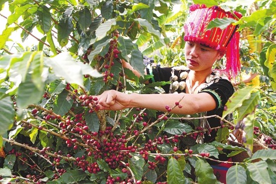 星巴克为什么比瑞幸咖啡香浓,瑞幸咖啡和星巴克焦糖玛奇朵