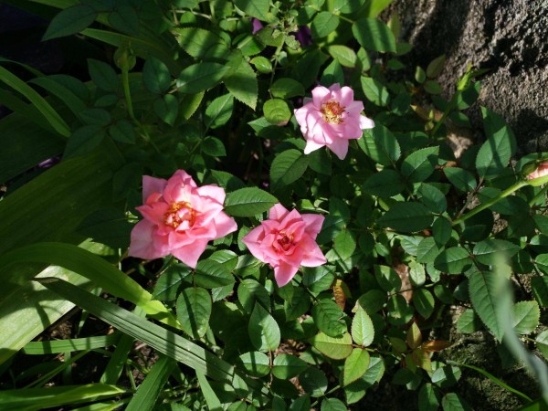 适合栽在庭院的多肉,庭院地栽多肉设计