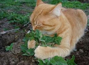 猫咪为啥光吃猫草根部不吃草,猫出去外面吃草还需要吃猫草吗