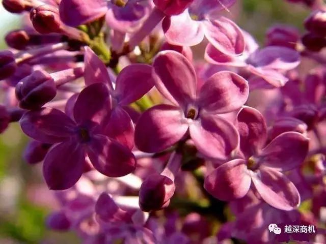 中国各大城市市花介绍,全国56市市花太美了的视频