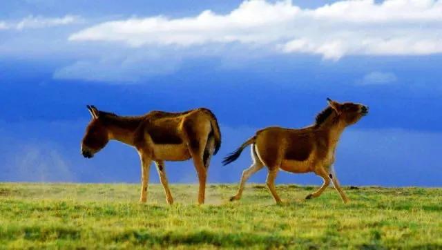 100种野生动物有哪些,野生动物100种