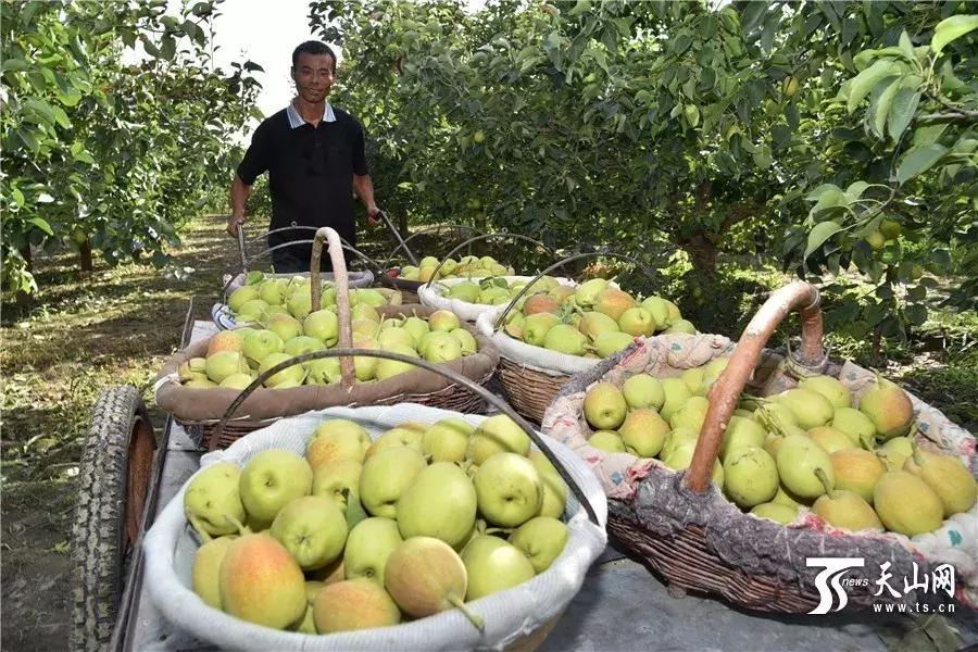 *疆新**瓜果地图？开吃