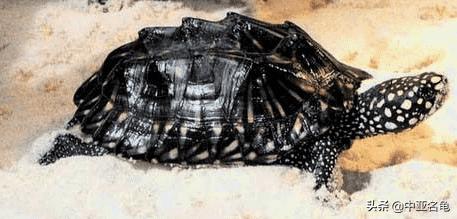 新手养水龟最好养什么龟,新手养半水龟哪个品种好