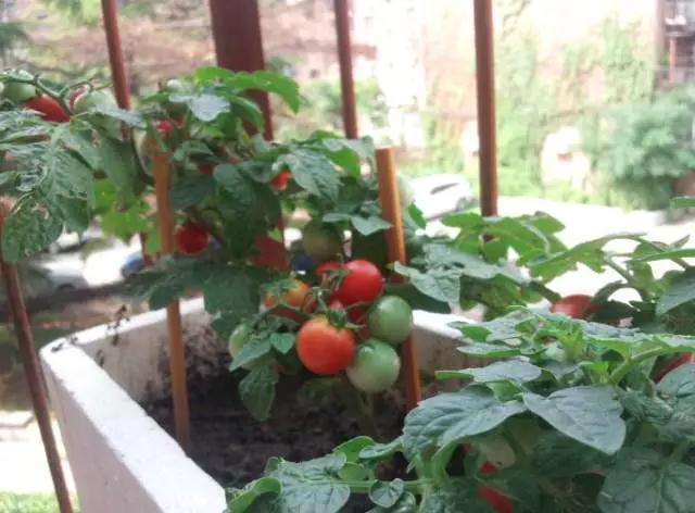 阳台种菜有小黑虫什么办法,阳台种菜长虫用什么办法