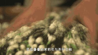 茉莉花茶到底是好茶还是烂茶,只有茉莉花茶是真正的花茶