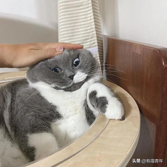 最可怕的5种猫,盘点很可怕的几种猫