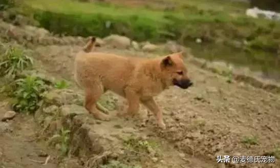 这样的中华田园犬难道你不爱吗,到底什么才是真正的中华田园犬