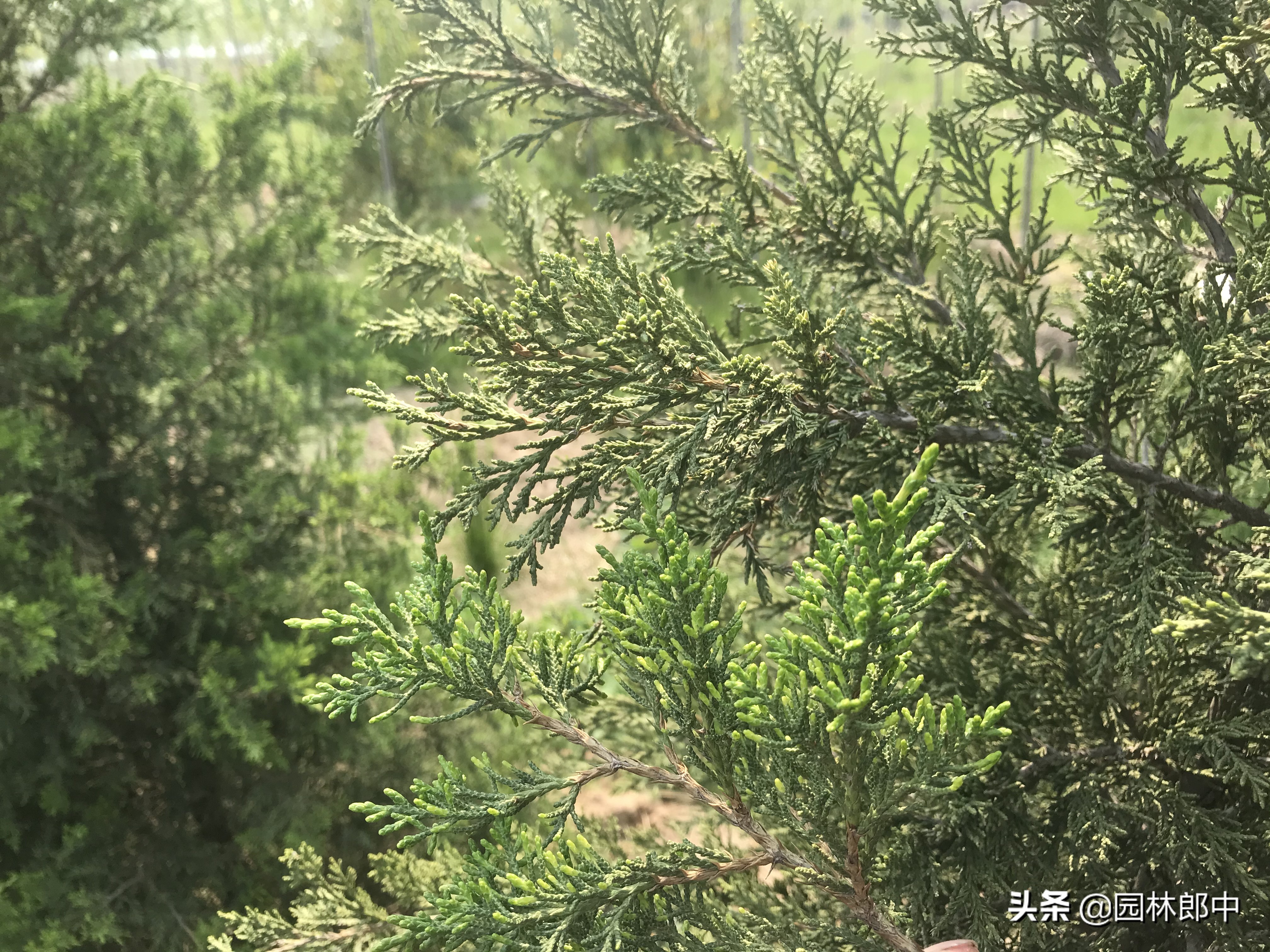 柏树有枯黄叶怎么办,柏树枯萎是什么病表现