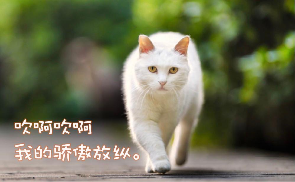 招财猫是源于哪种猫,视界旅行古人的千年吸猫史