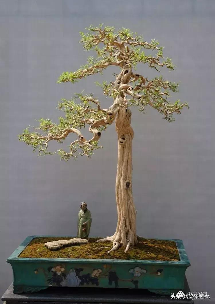 天生好养的36种盆景植物,好养的大盆景植物推荐