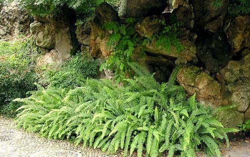 中国南方的蜈蚣草,野生地蜈蚣草