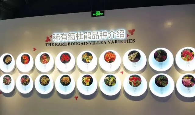 深圳花海公园推荐景点有哪些,深圳花海公园地址在哪里