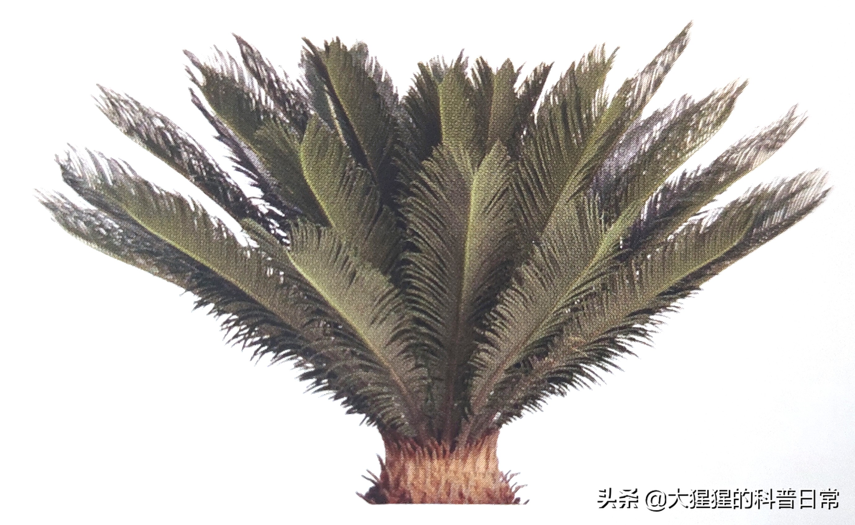 银杏的植物类群,银杏苏铁雪松水杉是裸子植物吗