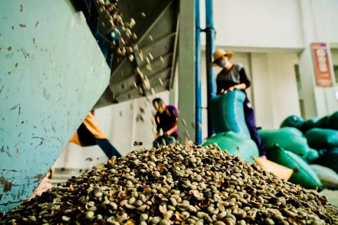 为云南咖农创收，拼多多开启了全新的互联网扶贫格局