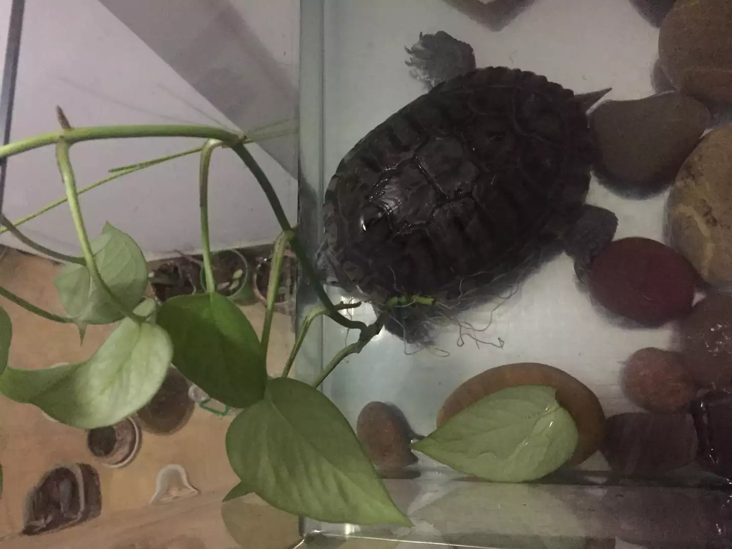 日本老人养一只大乌龟,养12年的大乌龟被找到